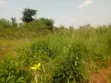 10 Acres Freehold Land for Sale in Luwero - 2