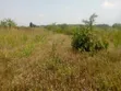 10 Acres Freehold Land for Sale in Luwero - 3