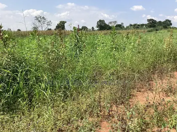 Two 50x100 Plots for Sale in Bulamu, Mityana Road - 1