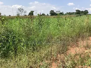 Two 50x100 Plots for Sale in Bulamu, Mityana Road