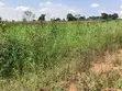 Two 50x100 Plots for Sale in Bulamu, Mityana Road - 1