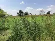 Two 50x100 Plots for Sale in Bulamu, Mityana Road - 2