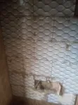 Wall Tiling Services - 1