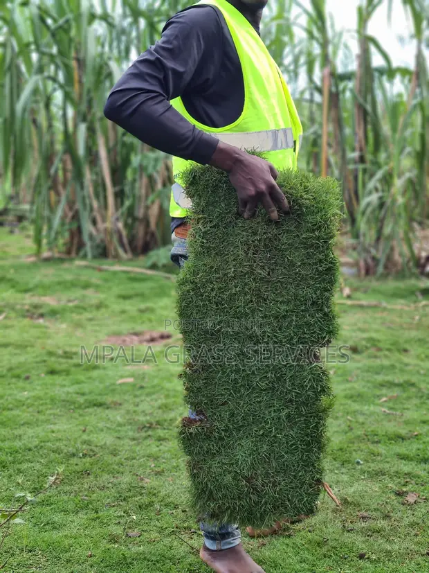 Bermuda Carpet Grass for Sale - 1
