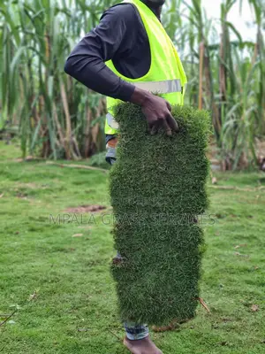 Bermuda Carpet Grass for Sale
