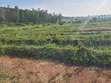 50x100 Plot for Sale in Kalagala, Mukono - 2