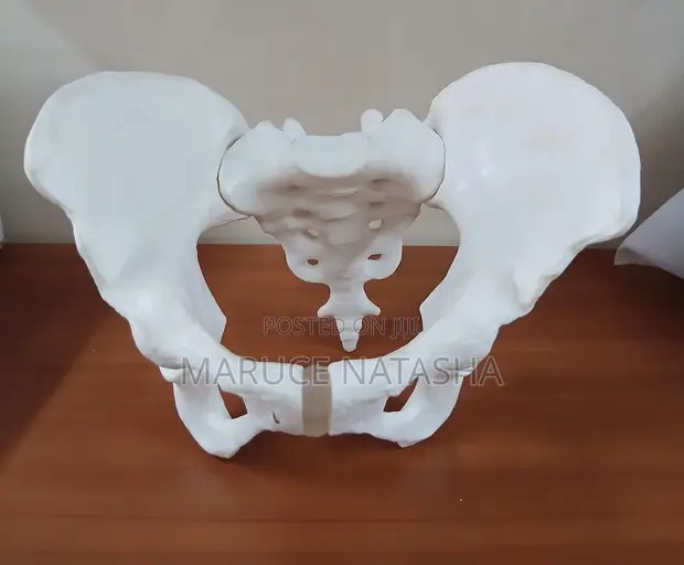 Female Pelvis Model - Brand New - 1