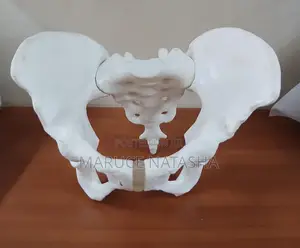 Female Pelvis Model - Brand New