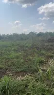 Mukono Kiyunga 50 Acres Titled Farmland for Sale - 2