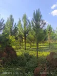 25 Acres Land for Sale in Kakooge, Luweero - 3