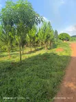 25 Acres Land for Sale in Kakooge, Luweero - 4