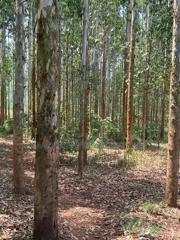 Kalitunsi Quality Timber Trees / Eucalyptus Plantation - 1