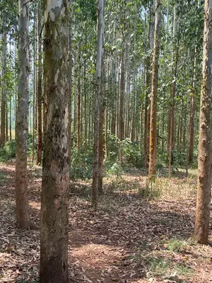 Kalitunsi Quality Timber Trees / Eucalyptus Plantation