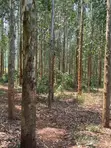 Kalitunsi Quality Timber Trees / Eucalyptus Plantation - 1