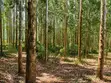 Kalitunsi Quality Timber Trees / Eucalyptus Plantation - 2