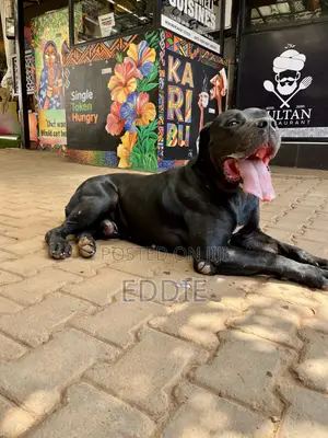 Purebred Boerboel - 2 Years Old