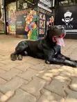 Purebred Boerboel - 2 Years Old - 1