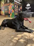 Purebred Boerboel - 2 Years Old - 2