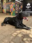 Purebred Boerboel - 2 Years Old - 3