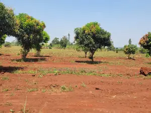 Mukono Kisoga Town Estate - 100x50ft Plot