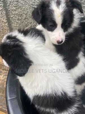 Purebred Japanese Spitz Puppy - Male, 0-1 Month