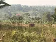 Land for Sale in Kabembe Town - 1