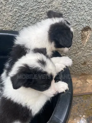 Female Japanese Spitz Puppy (1-3 Months)