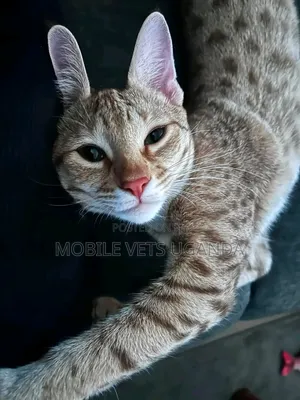 1-3 Month Male Purebred Abyssinian Kitten