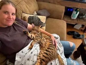 Female Purebred Savannah Kitten (1-3 Months)