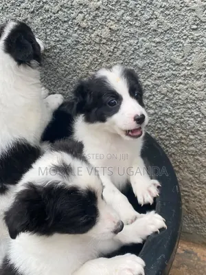 1-3 Month Male Purebred Japanese Chin Puppy