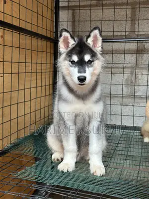 3-6 Month Male Purebred Siberian Husky Puppy