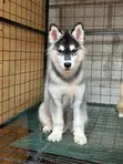 3-6 Month Male Purebred Siberian Husky Puppy - 1