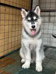 3-6 Month Male Purebred Siberian Husky Puppy - 2