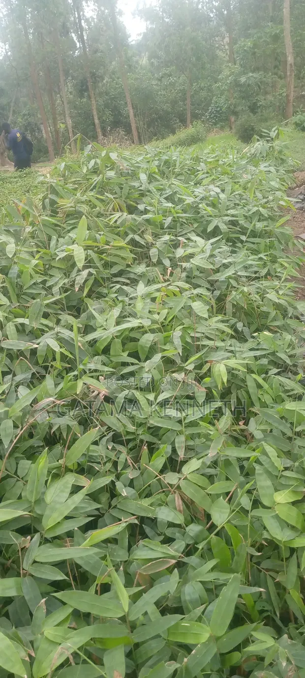 Giant Bamboo (Dendrocalamus Asper) Seeds - 1