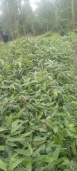 Giant Bamboo (Dendrocalamus Asper) Seeds - 1