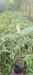 Giant Bamboo (Dendrocalamus Asper) Seeds - 2