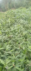 Giant Bamboo (Dendrocalamus Asper) Seeds - 3