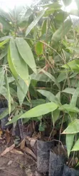 Giant Bamboo (Dendrocalamus Asper) Seeds - 4