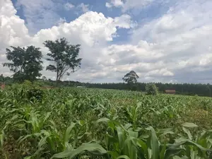 Land for Sale in Wakiso - 80M (Mabombwe) & Gayaza - 160M