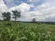 Land for Sale in Wakiso - 80M (Mabombwe) & Gayaza - 160M - 1