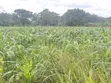 Land for Sale in Wakiso - 80M (Mabombwe) & Gayaza - 160M - 2
