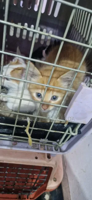 Female Purebred Tabby Kitten (1-3 Months)