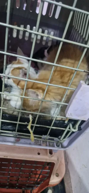 Female Exotic Kitten, 0-1 Month Old