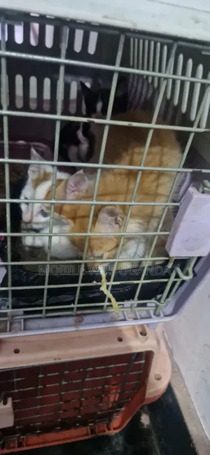 Female Purebred Bombay Kitten (0-1 Month)