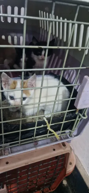 1-3 Month Male Purebred American Curl Kitten