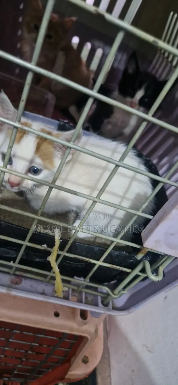 Purebred Bombay Kitten - 3-6 Months Male - 1