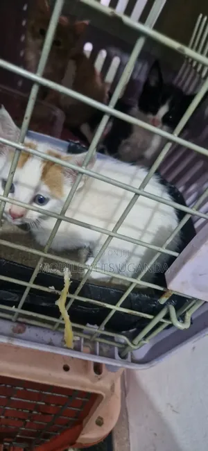 Purebred Bombay Kitten - 3-6 Months Male