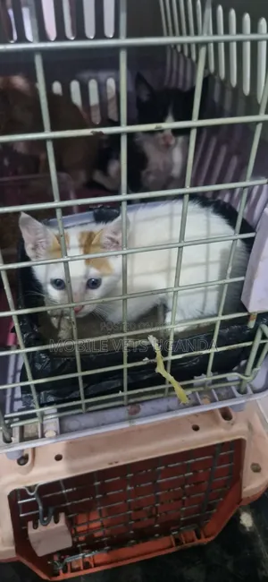 1-3 Month Old Male Purebred Korat Kitten