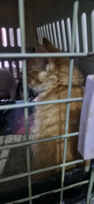 Purebred Bombay Kitten - 1-3 Months Male