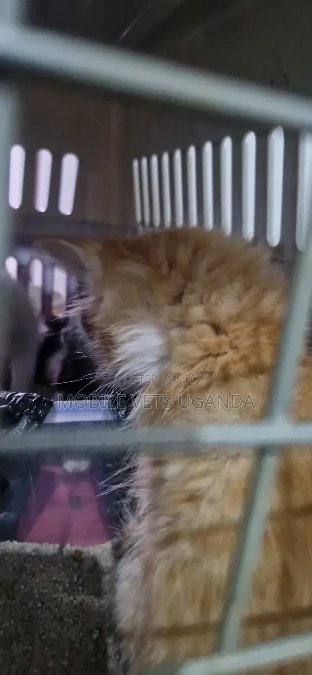 Female Purebred Bombay Kitten, 1-3 Months Old - 1